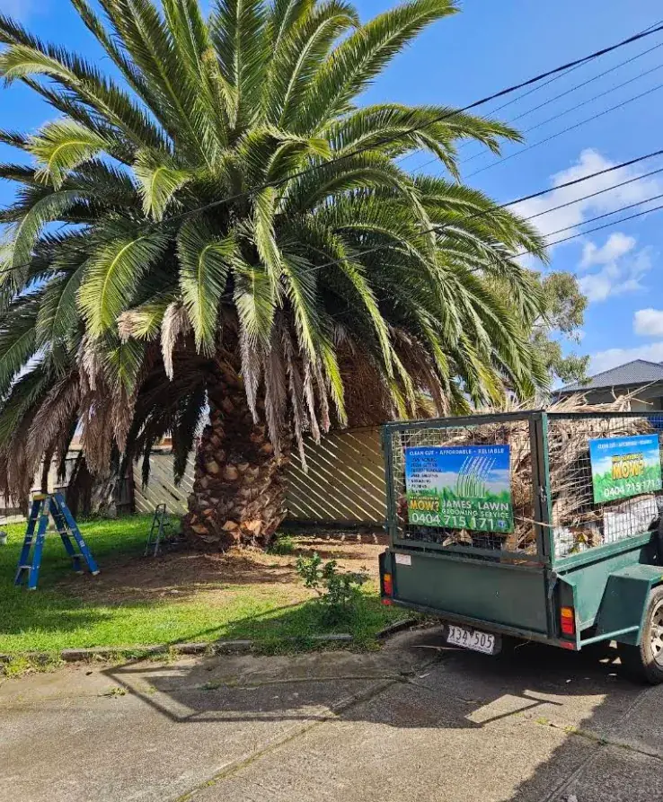 Cage trailer heaped with palm fronds beside the freshly cut back date palm, green waste removal in Melbourne’s west