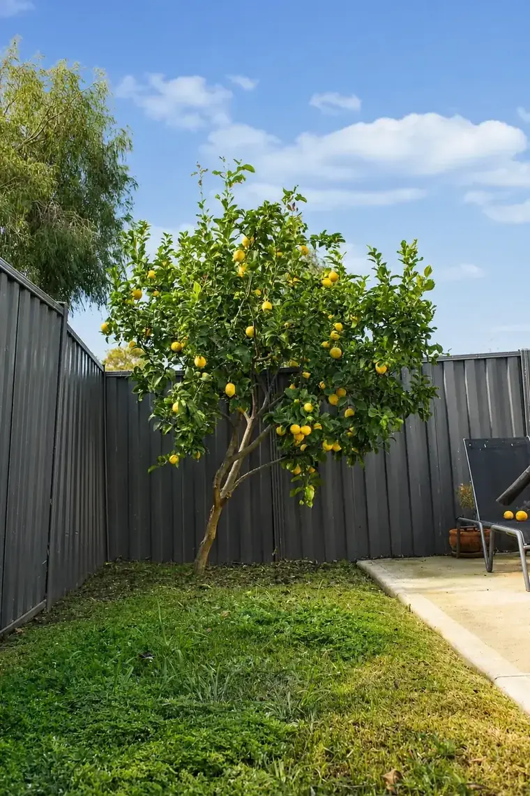 Backyard lawn and lemon tree beside a Colorbond fence after a maintenance visit