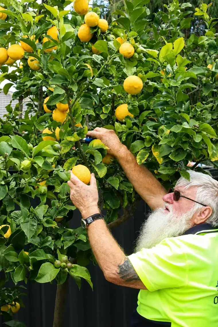 Pruning a lemon tree by hand with secateurs in Hoppers Crossing